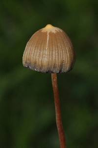 Psilocybe mexicana image