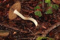 Inocybe fraudans image