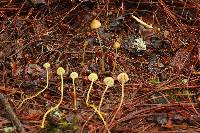 Mycena epipterygia image