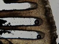 Psilocybe neoxalapensis image