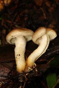 Pholiota lenta image