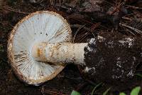 Amanita fallax image