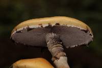 Stropharia ambigua image