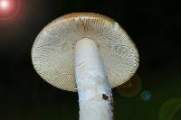 Amanita velosa image