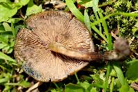 Psilocybe muliercula image