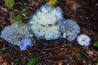 Lactarius indigo image