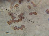 Leratiomyces ceres image