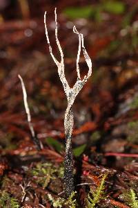 Xylaria hypoxylon image