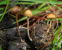 Psilocybe coprophila image