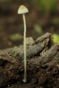 Panaeolus cyanescens image