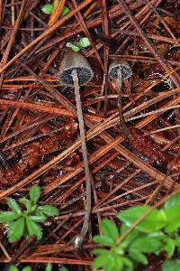 Panaeolus papilionaceus image