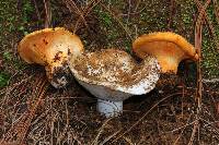 Russula brevipes image