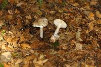 Amanita ocreata image