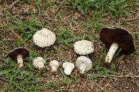 Agaricus campestris image