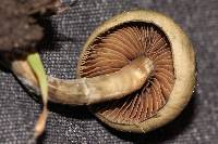 Psilocybe ovoideocystidiata image