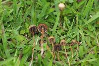 Psilocybe mexicana image