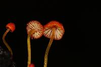 Mycena acicula image