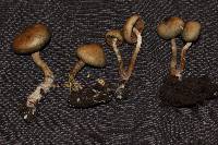 Psilocybe ovoideocystidiata image