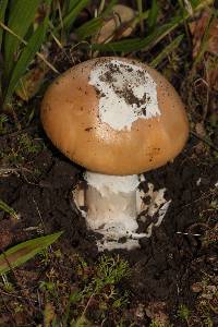 Amanita velosa image