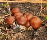 Psilocybe muliercula image