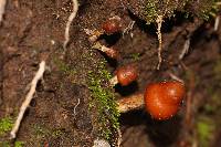 Psilocybe muliercula image