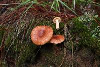 Lactarius vinaceorufescens image