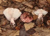 Hygrophorus russula image