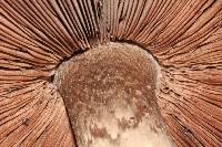 Agaricus hondensis image