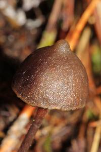 Psilocybe neoxalapensis image