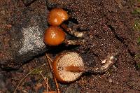 Psilocybe muliercula image