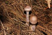 Cortinarius camphoratus image