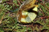 Pulveroboletus ravenelii image