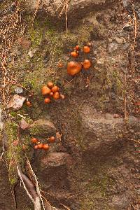 Psilocybe muliercula image