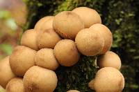 Lycoperdon pyriforme image