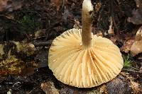 Lactarius subplinthogalus image