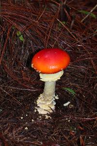 Amanita muscaria subsp. flavivolvata image