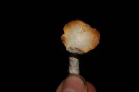 Hypomyces armeniacus image