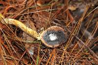 Elaphocordyceps capitata image