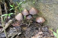 Psilocybe zapotecorum image