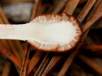 Ophiocordyceps gracilioides image