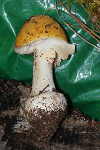 Amanita gemmata image