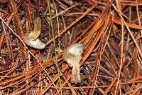 Psilocybe muliercula image