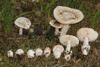 Amanita velosa image