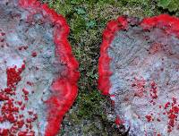 Cryptothecia rubrocincta image