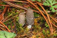 Coprinopsis lagopus image