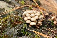 Mycena leaiana image