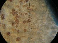 Psilocybe mexicana image