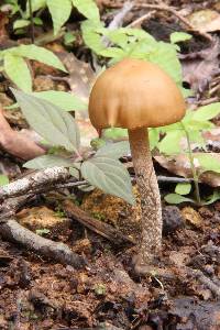 Psilocybe zapotecorum image