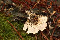 Peltigera neopolydactyla image