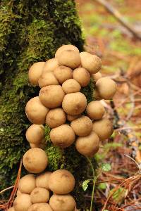 Lycoperdon pyriforme image